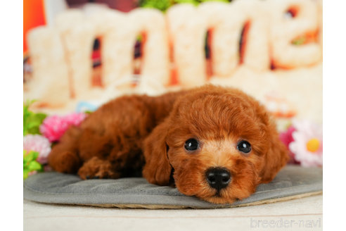 成約済の千葉県のトイプードル-331411の3枚目