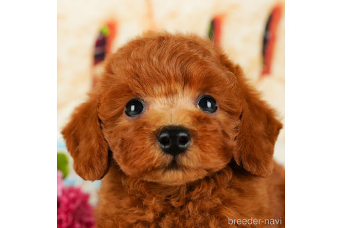 成約済の千葉県のトイプードル-331411の2枚目