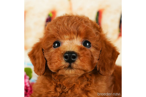 成約済の千葉県のトイプードル-331411の1枚目