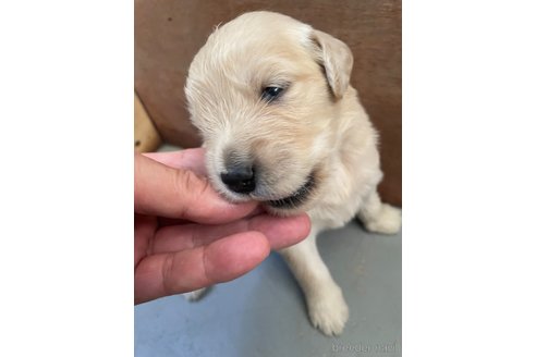 成約済の栃木県のゴールデンレトリーバー-328459の5枚目