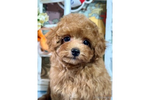 成約済の神奈川県のタイニープードル-331429の2枚目