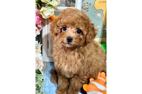 成約済の神奈川県のタイニープードル-331429の6枚目