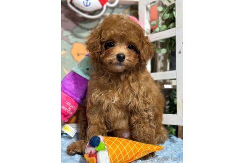 成約済の神奈川県のタイニープードル-331429の5枚目