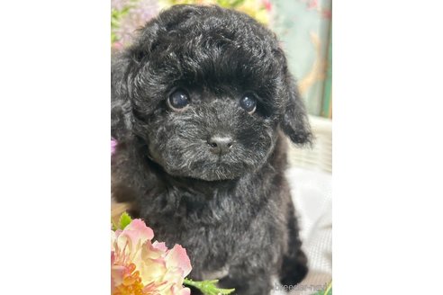 成約済の神奈川県のティーカッププードル-331430の9枚目