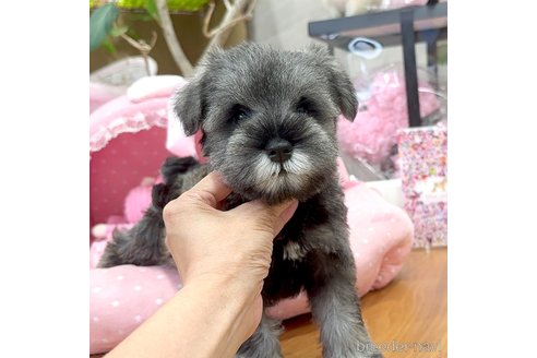 成約済の大阪府のミニチュアシュナウザー-331435の6枚目