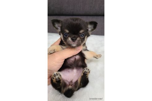 成約済の愛知県のチワワ(ロングコート)-331444の5枚目
