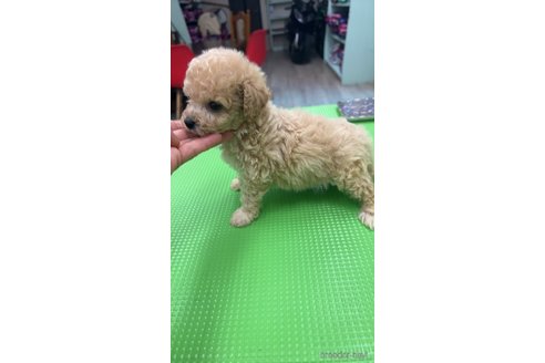 成約済の千葉県のビションプー:ビションフリーゼ×トイプードル-331448の2枚目