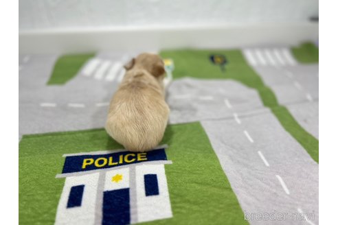 成約済の愛知県のチワワ(ロングコート)-331463の2枚目