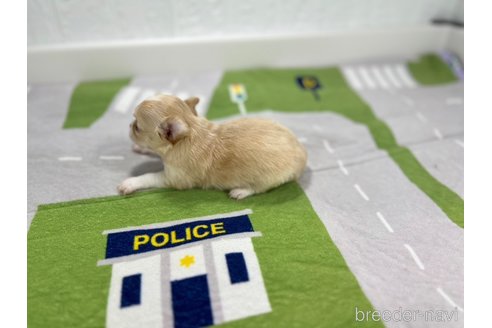 成約済の愛知県のチワワ(ロングコート)-331463の3枚目