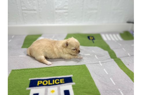 成約済の愛知県のチワワ(ロングコート)-331467の5枚目