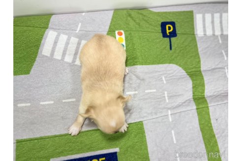 成約済の愛知県のチワワ(ロングコート)-331467の6枚目