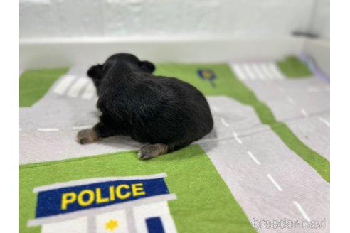 成約済の愛知県のチワワ(ロングコート)-331472の6枚目