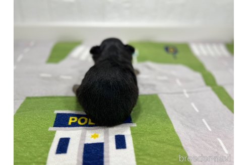 成約済の愛知県のチワワ(ロングコート)-331472の2枚目