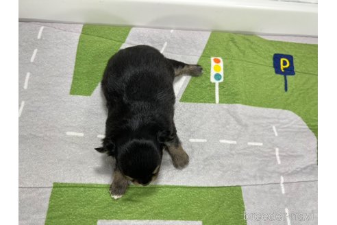 成約済の愛知県のチワワ(ロングコート)-331472の4枚目