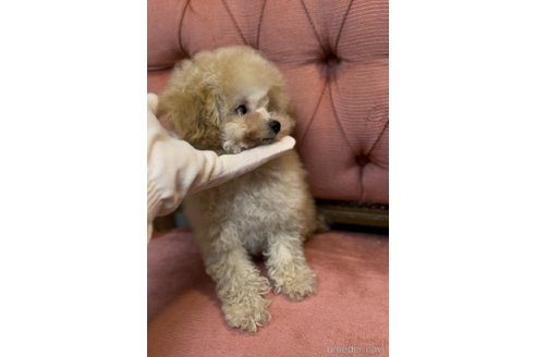 成約済の香川県のティーカッププードル-331474の23枚目
