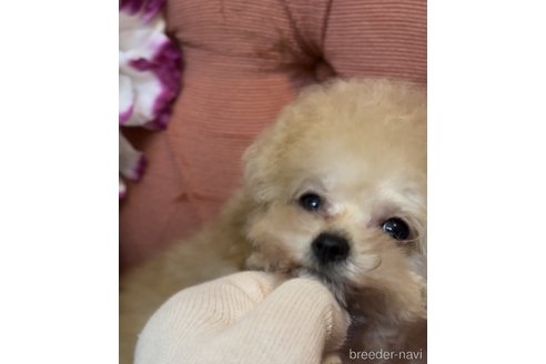 成約済の香川県のティーカッププードル-331474の18枚目