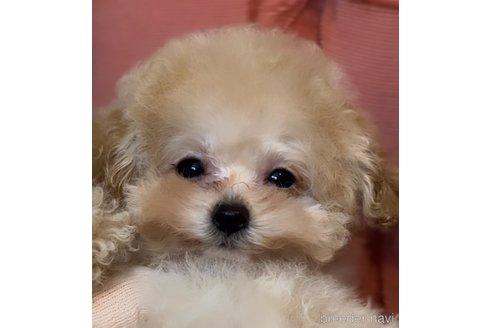 成約済の香川県のティーカッププードル-331474の15枚目