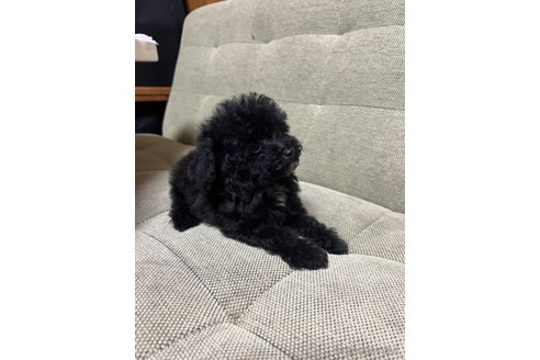 成約済の埼玉県のティーカッププードル-327188の6枚目