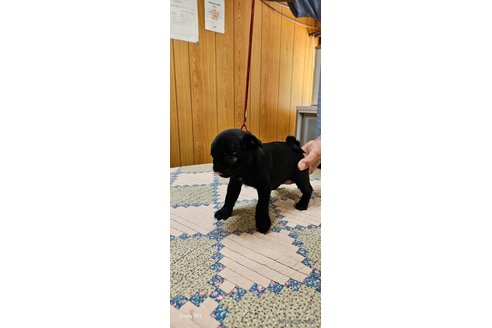 成約済の福岡県のパグ-327551の5枚目