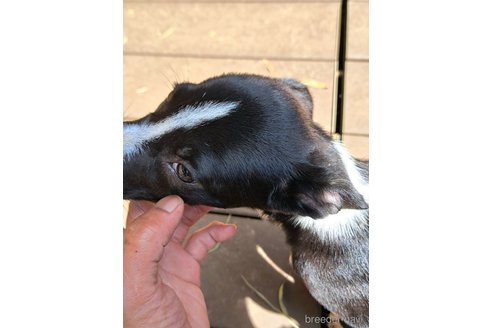 成約済の千葉県のミックス犬-331484の15枚目