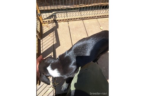 成約済の千葉県のミックス犬-331484の14枚目