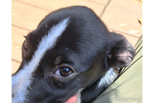 成約済の千葉県のミックス犬-331484の12枚目