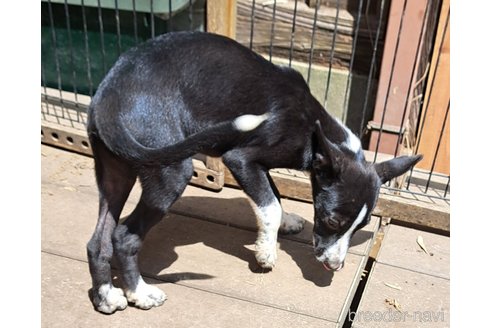 成約済の千葉県のミックス犬-331484の13枚目