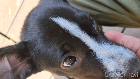 成約済の千葉県のミックス犬-331484の11枚目