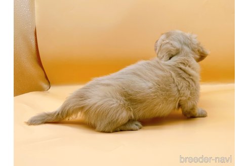 成約済の東京都のミニチュアダックスフンド(ロングヘアード)-331506の2枚目