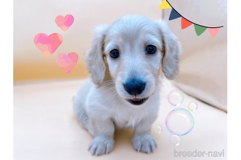 成約済の東京都のミニチュアダックスフンド(ロングヘアード)-331506の4枚目