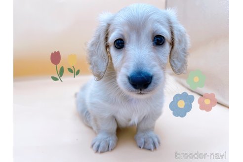 成約済の東京都のミニチュアダックスフンド(ロングヘアード)-331506の5枚目