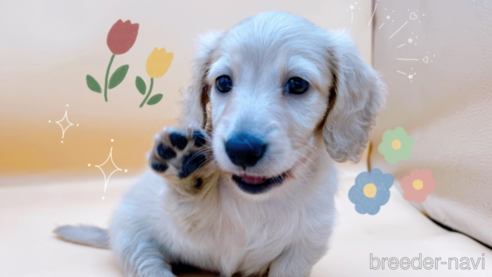 成約済の東京都のミニチュアダックスフンド(ロングヘアード)-331506の1枚目