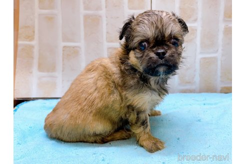 成約済の東京都のミックス犬-331508の7枚目