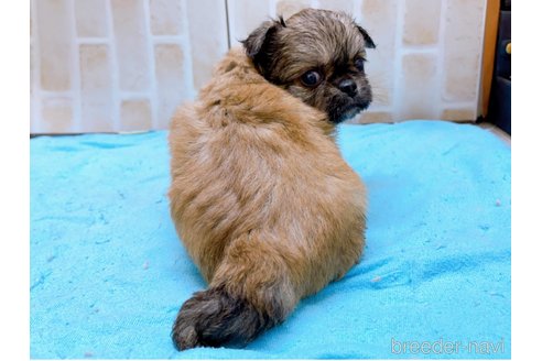 成約済の東京都のミックス犬-331508の8枚目