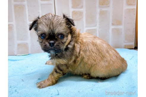 成約済の東京都のミックス犬-331508の9枚目