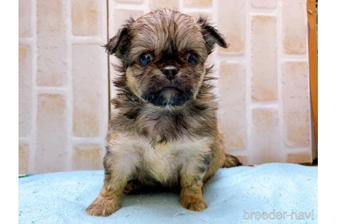 成約済の東京都のミックス犬-331508の6枚目