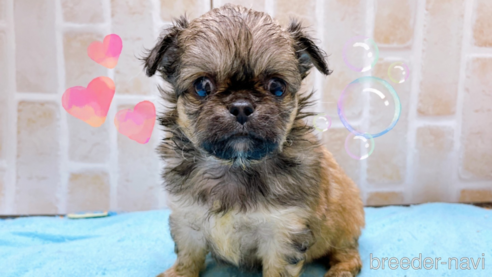 成約済の東京都のミックス犬-331508の5枚目