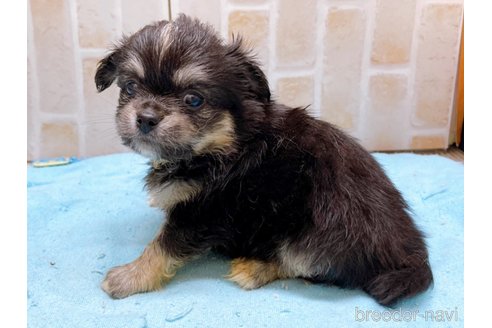 成約済の東京都のミックス犬-331510の8枚目