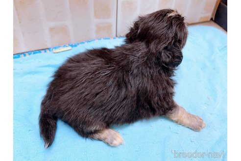 成約済の東京都のミックス犬-331510の9枚目