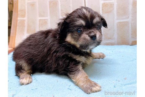 成約済の東京都のミックス犬-331510の6枚目