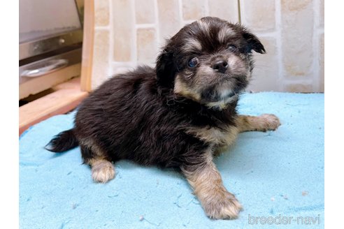 成約済の東京都のミックス犬-331510の7枚目