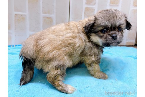 成約済の東京都のミックス犬-331511の7枚目