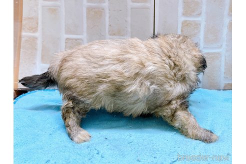 成約済の東京都のミックス犬-331511の8枚目