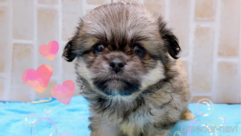 成約済の東京都のミックス犬-331511の5枚目