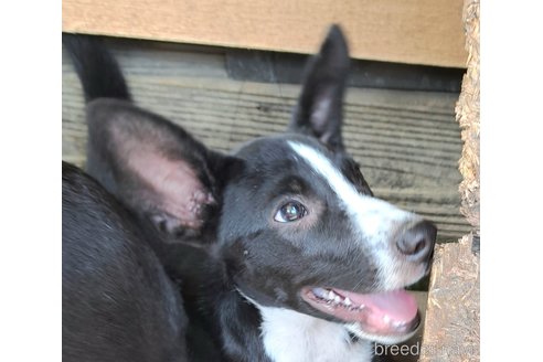成約済の千葉県のミックス犬-331484の10枚目