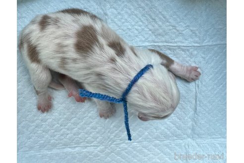 成約済の山梨県のオーストラリアンシェパード-331533の2枚目