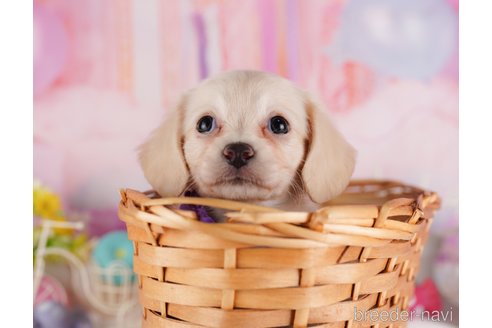 成約済の千葉県のチワックス:チワワ×ミニチュアダックスフンド-331549の4枚目