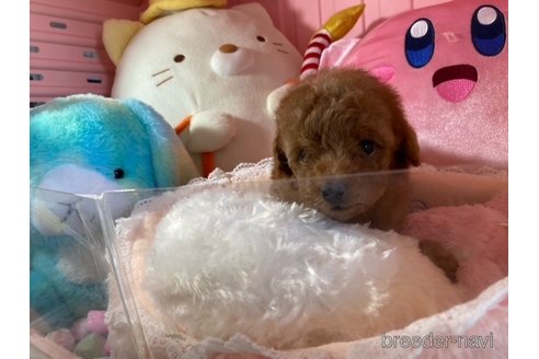 成約済の富山県のトイプードル-331553の6枚目