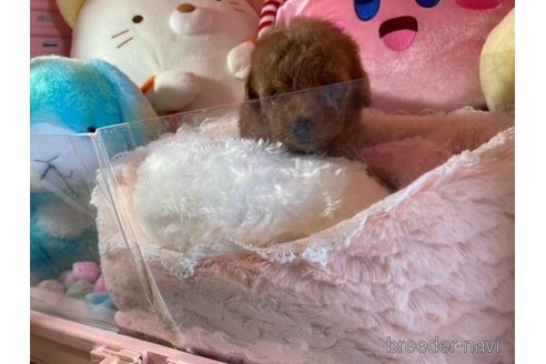 成約済の富山県のトイプードル-331553の4枚目
