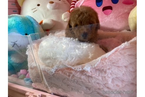 成約済の富山県のトイプードル-331553の2枚目